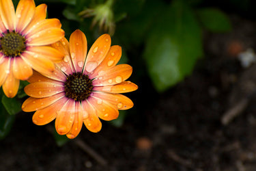 Diamond Painting oranje bloemen met Ronde steentjes 100x70cm - Beste Kwaliteit